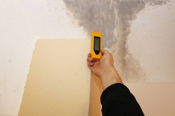 Best HVAC Mold Inspection and Cleaning  in Nesconset, NY