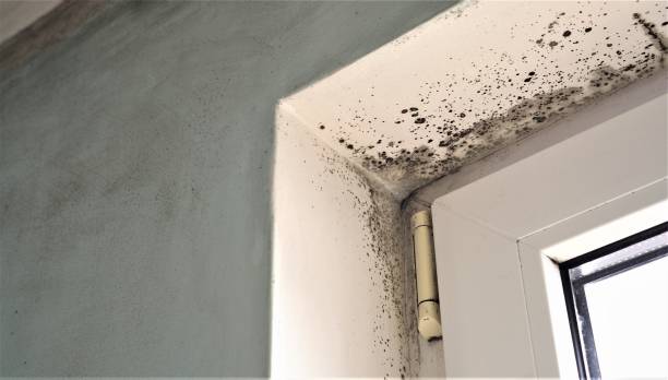 Best Basement Mold Removal  in Nesconset, NY