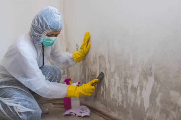 Best Black Mold Removal  in Nesconset, NY