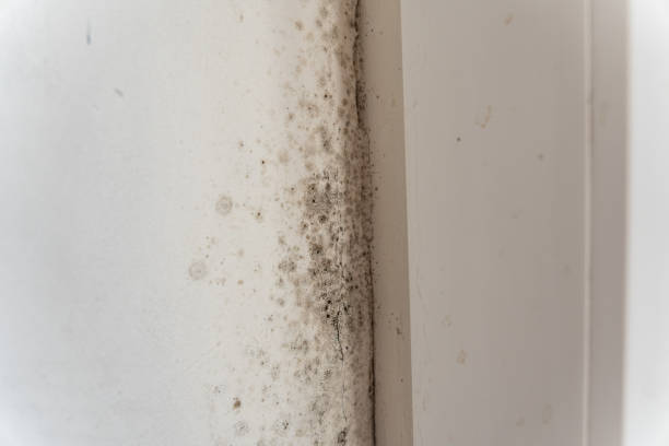 Biohazard Mold Removal in Nesconset, NY